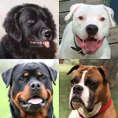 Скачать взлом Dogs Quiz - Guess All Breeds!  [МОД Бесконечные деньги] на Андроид