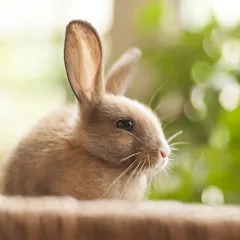 Скачать взлом 1 picture and a few words [МОД Unlocked] на Андроид